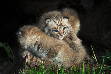 Baby Bobcat Kittens (Lynx rufus) Lie in Pile
