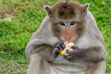Singe, Macaque crabier de Thaïlande