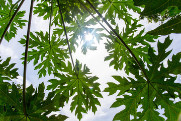 Naklejka premium papaya leaves with sunlight and sky background