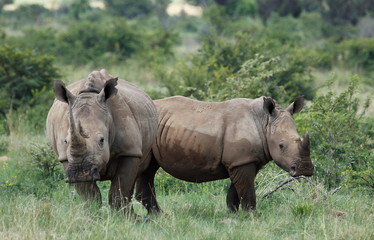 White rhinoceros or square-lipped rhinoceros, Ceratotherium simu
