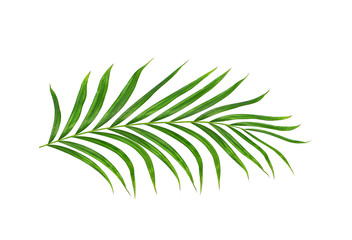 Green leaves of palm tree isolated on white background