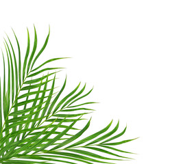 Obraz premium Green leaves of palm tree isolated on white background