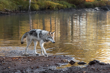 Grey Wolf (Canis lupus) Walks Along Riverbank