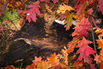 Striped Skunk (Mephitis mephitis) Peeks Out from Leaf Strewn Log