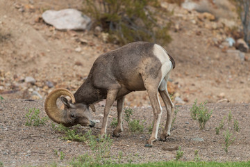 Desert Bighorn Sheep Ram in Rut