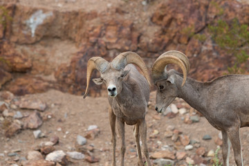 Desert Bighorn Sheep Rams in Rut