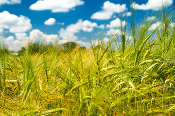     Field of wheat on sunlight, cloudy sky, nature park Lonjsko polje, Croatia 