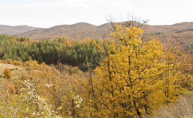 Fototapeta premium Hills in autumn