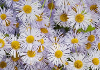 Flowering. Chamomile. Blooming chamomile field