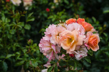 Blooming roses