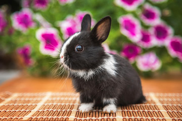 Little funny black and white rabbit sitting in the garden