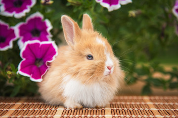 Little red rabbit sitting near beautiful flowers