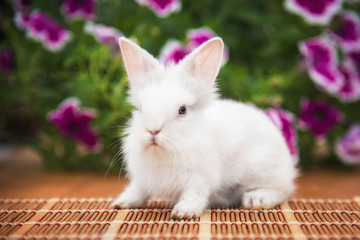 Little funny white rabbit 