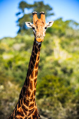 Giraffe portrait on a savanna