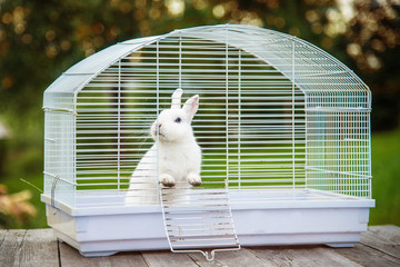Little white rabbit sitting in the cage © Rita Kochmarjova