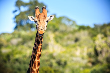 Giraffe smiling portrait on a savanna
