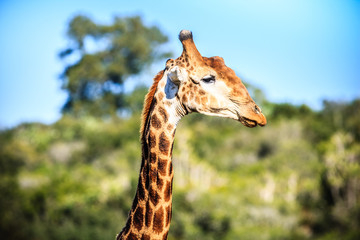 Giraffe portrait on a savanna