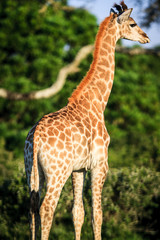 Giraffe portrait on a savanna