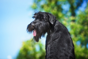 Portrait of giant schnauzer dog looking back