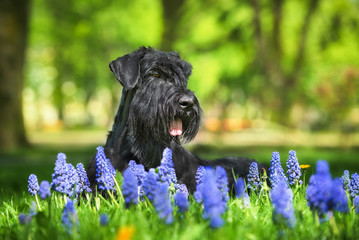 Giant schnauzer dog lying in blue flowers