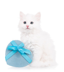 Cute fluffy kitten