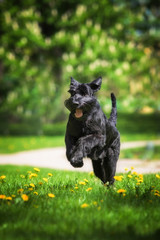Giant schnauzer dog running in the park