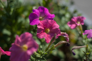 Obraz premium pink petunia flower
