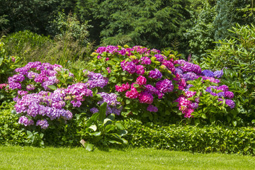 Bush of Hortensia flowers in the garden