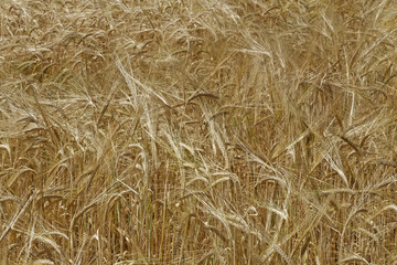 barley field