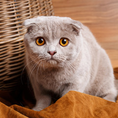 gray cat with yellow eyes Scottish Fold