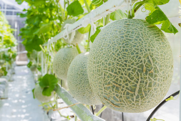 Cantaloupe melons growing in a greenhouse