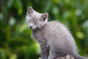 Obraz premium stripes brown cute kitten sitting on a stump