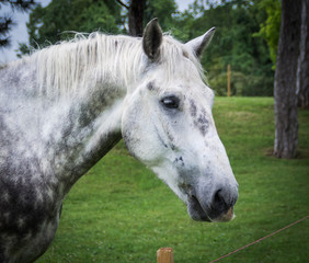 Portrait of grey horse