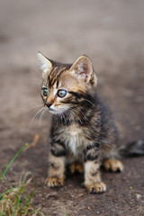 Obraz premium brown stripes cute kitten sitting and looking 