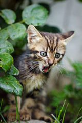 Naklejka na ściany i meble Little striped kitten meowing outdoors