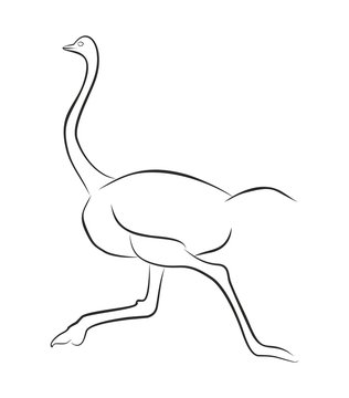 Ostrich Ema