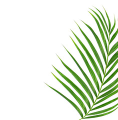 Green leaves of palm tree isolated on white background