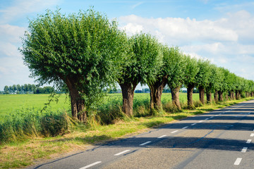 Fototapeta na wymiar Row of willow trees beside a country road