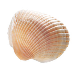 Sea shell isolated on white background