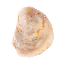 Sea shell isolated on white background