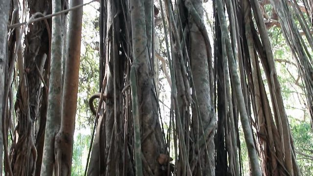 Big holy banyan close up 