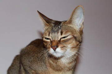 abyssinian cat
