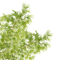 Green bamboo leaves background