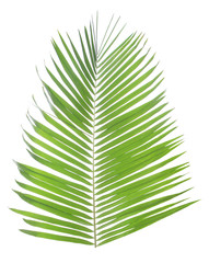 Green palm leaf isolated on white background