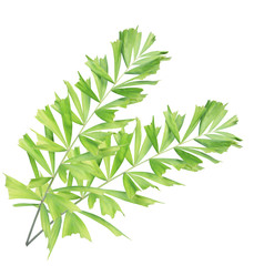 Green palm leaf isolated on white background