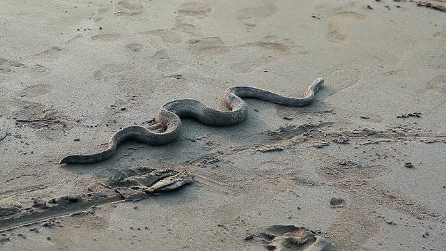 Big sea snake on the sand beach
