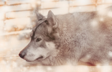 Wolf / Portrait of wolf on snow background. Digital retouch. Warm tone.