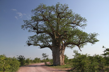 Baobab, Adansonia digitata au Parc National de Mapungubwe, Limpopo