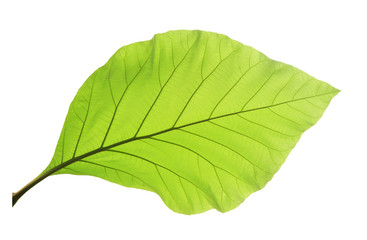 Green teak leaf isolated on white background