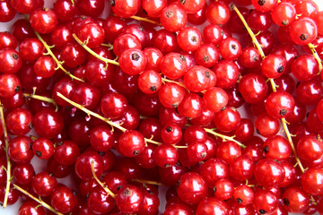 closeup of a bunch of delicate and fresh redcurrants
